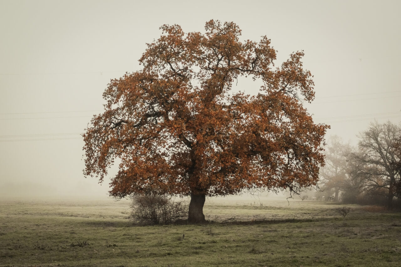 Tu B’Shvat Gifts: Unique Present Ideas for the Jewish Festival of Trees